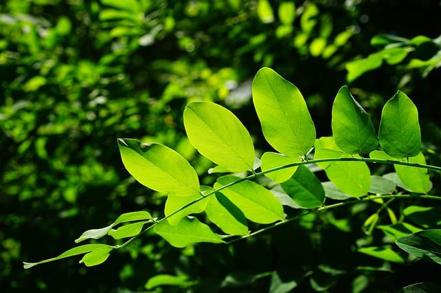 Feuilles vertes: la chlorophylle est naturellement présente dans les végétaux.