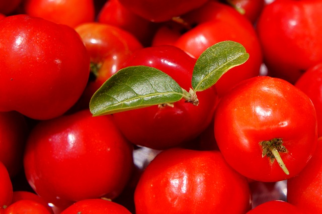 Fruits de l'acérola.