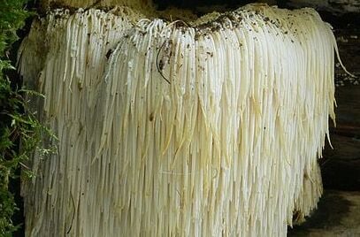 Hericium erinaceus ou Hydne hérisson.