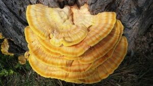 Reishi sur un arbre.