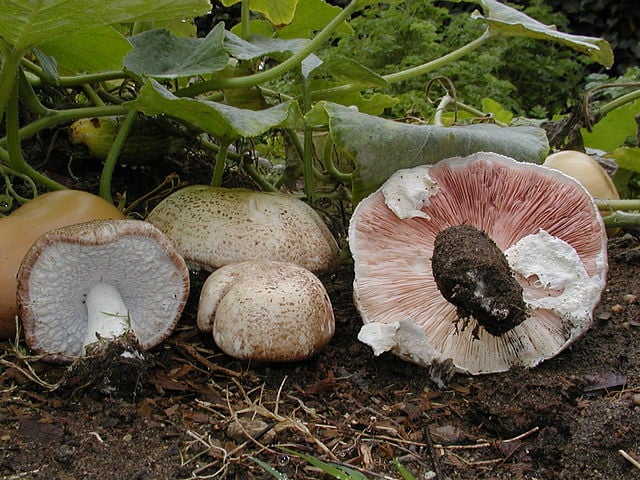 Agaricus blazei ou champignon du soleil.