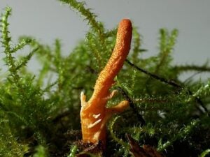 Cordyceps ou champignon de l'Himalaya.