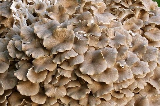 Polypore en ombelle ou Polyporus umbellatus.