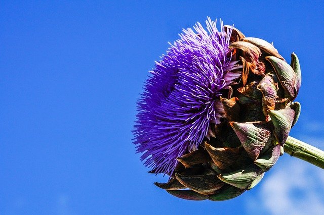 Artichaut ou Cynara scolymus.