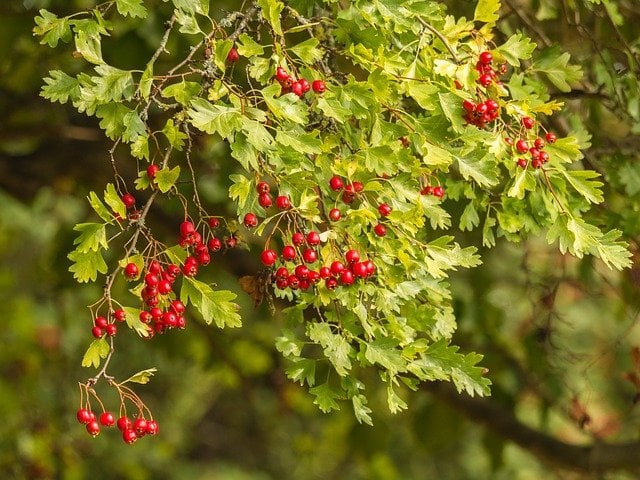 Fruits de l'aubépine.