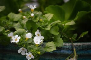 Bacopa ou Hysope d'eau en fleur.