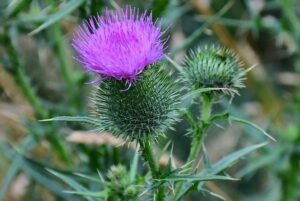 Fleur de Chardon-Marie.