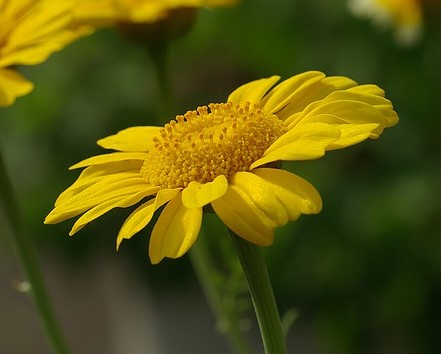 Fleur de Chrysanthellum.