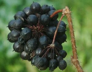 Fruits de l'éleuthérocoque.