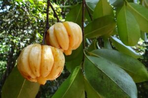 Fruits du Garcinia Cambogia, utilisés en complément alimentaire.