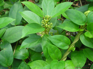 Feuilles de Gymnema sylvestris.