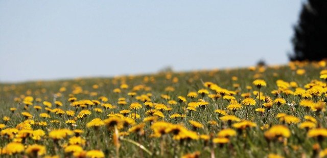 Fleurs de pissenlit.