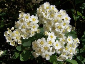 Reine des prés en fleur.