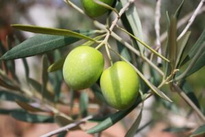 Feuilles d'olivier et olives.