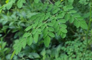 Feuilles de moringa.