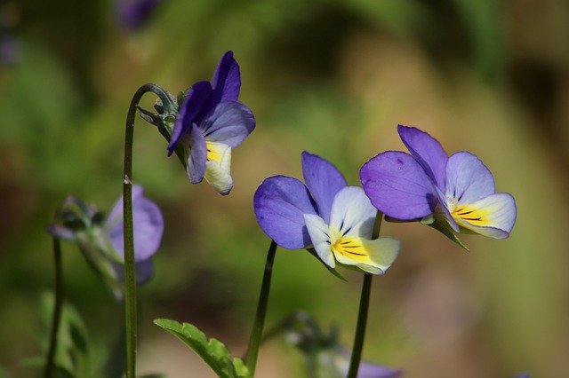 Pensée sauvage en fleur.