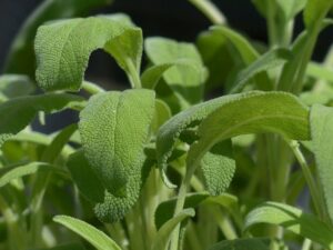 Feuilles de sauge officinale.