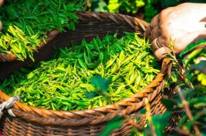 Feuilles de thé vert.