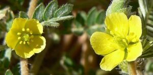 Fleurs de Tribulus terrestris.