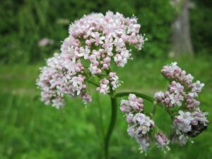 Valériane en fleur.