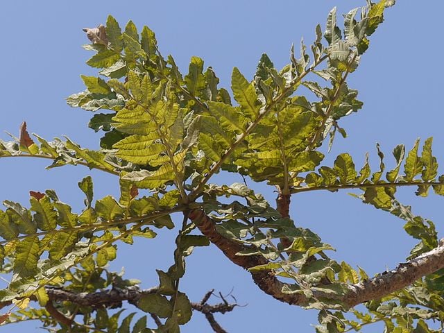 Parties aériennes du Boswellia serrata.