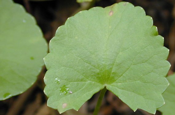 Feuilles de Centella asiatica.