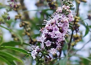 Fleurs de Gattilier.