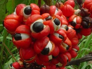 Fruits du Guarana.