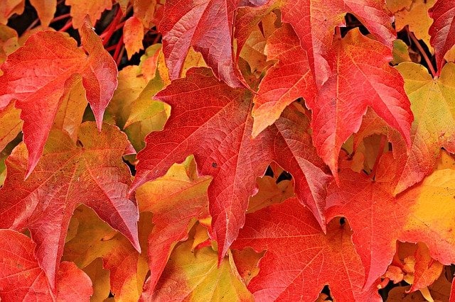 Feuilles de vigne rouge.