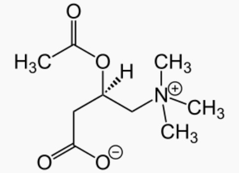 Molécule d'acétyl-l-carnitine.