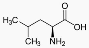 Molécule de leucine.