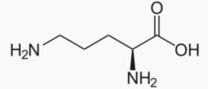 Molécule d'ornithine.