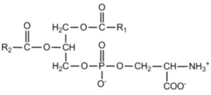 Molécule de Phosphatidylsérine.