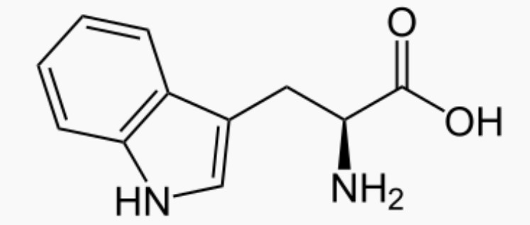 Molécule de tryptophane.
