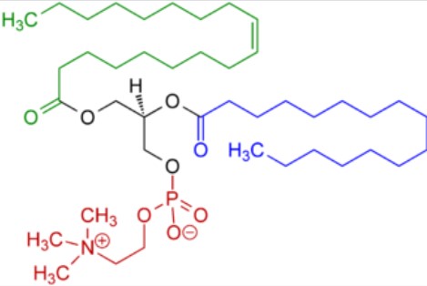 Molécule de phosphatidylcholine.