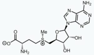 Molécule de S-adénosylméthionine ou SAM-e.