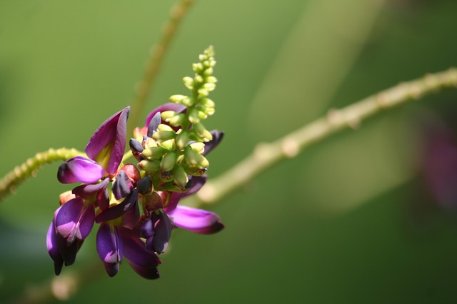 Fleur de Kudzu.