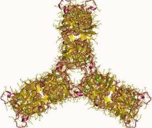 Présentation schématique de la superoxyde dismutase.