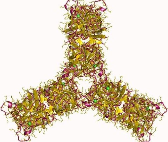 Présentation schématique de la superoxyde dismutase.