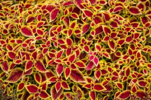 Feuilles de la plante Coleus forskohli.i