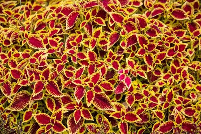 Feuilles de la plante Coleus forskohli.i