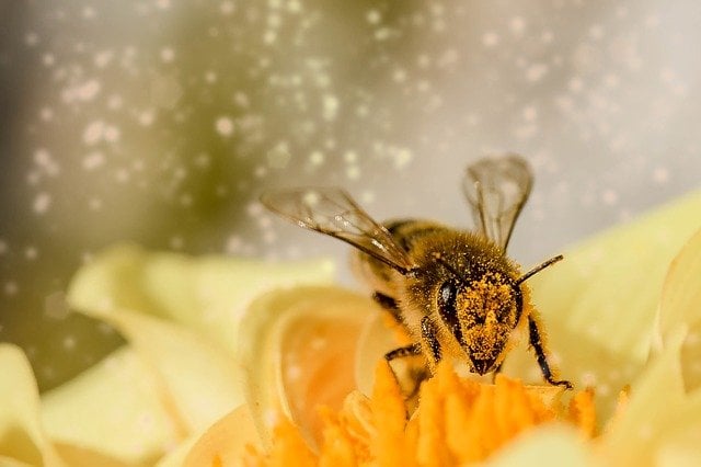 Abeille couverte de pollen, qui participe à la fabrication de la gelée royale.