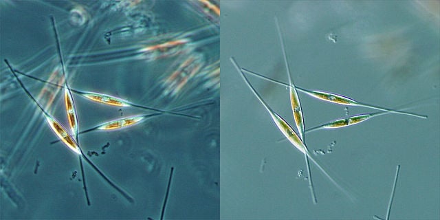Diatomée, algue riche en silicium.