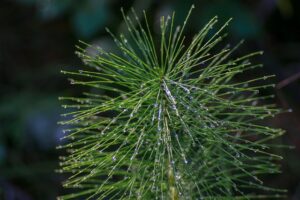 Prêle, plante riche en silicium.