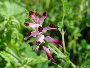 Fleur de fumeterre.