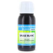 photo du saule blanc de phytofrance