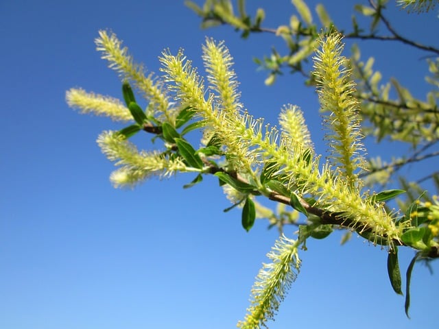 Chatons du saule blanc.