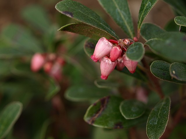 Fleurs de busserole.