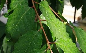 Feuilles de Pygeum.