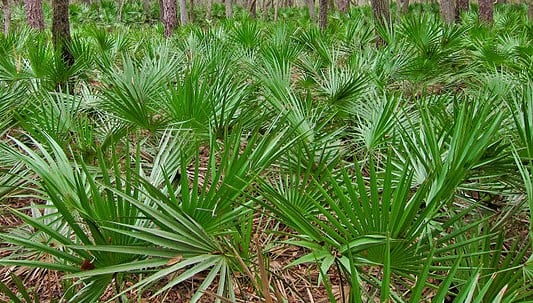 Saw Palmetto dans son environnement naturel.